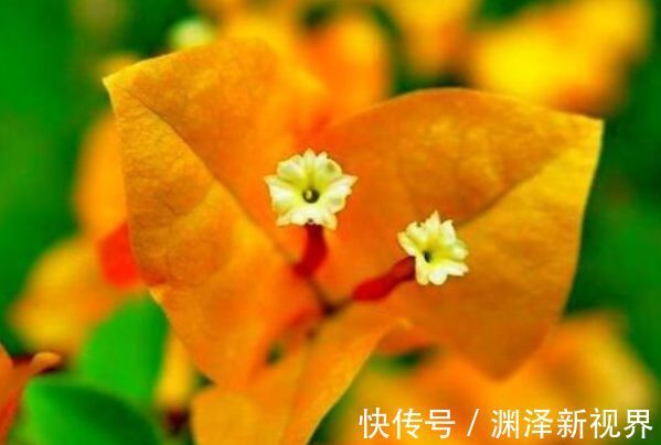 喜欢三角梅，优选“名品”柠檬黄三角梅，金灿灿，开花爆盆成花树