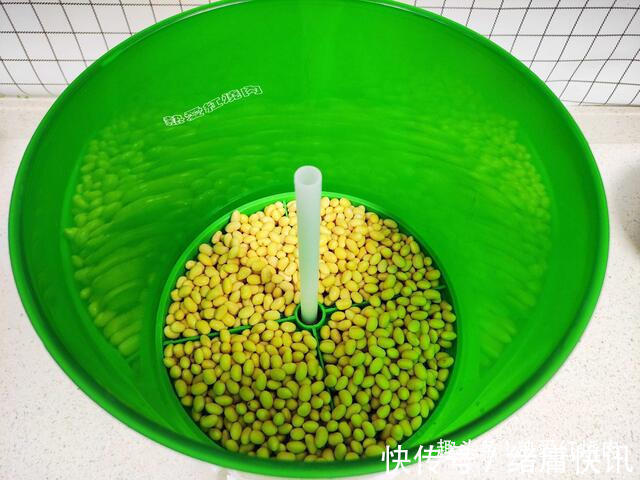 黄豆芽|用了我这办法，发黄豆芽不会变臭一次就成功，五天就长15厘米高！
