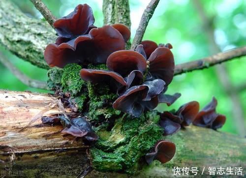 漢代王陵發現古代火鍋鼎 想知道古人吃火鍋用什麼鍋底和調料嗎 中國熱點 漢代王陵發現古代火鍋鼎 想知道古人吃火鍋用什麼鍋底和調料嗎 中國熱點