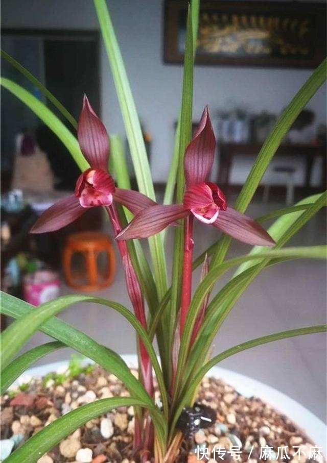 这款兰花“妙不可言”,花色跟香味堪称顶级,美得让人移不开眼!