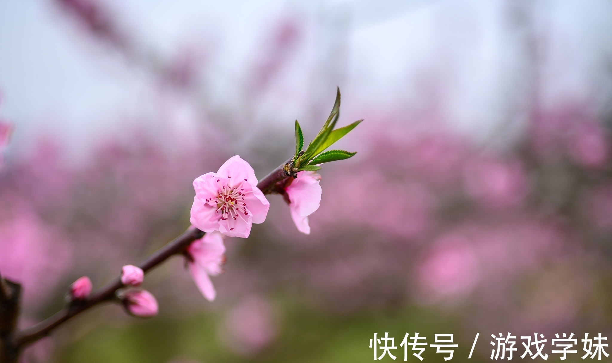 踏雪@大雪节气古诗六首赏读：此间大雪节，花放小桃枝