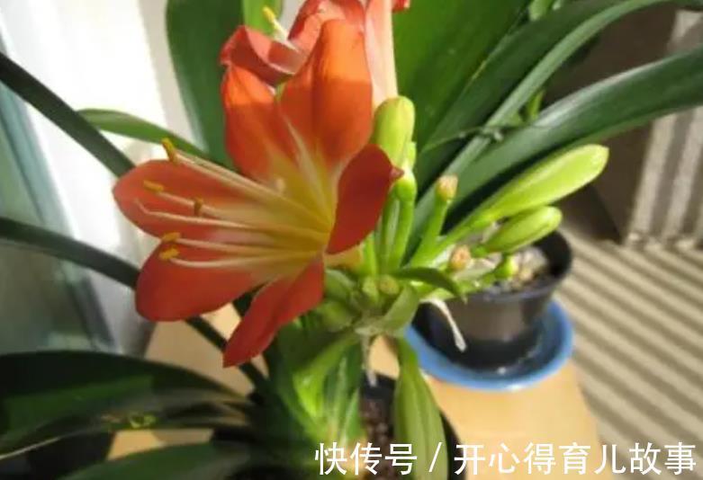 植株|想要君子兰开花多不夹箭,一定要“喂饱”它,吃饱了才能不断开花