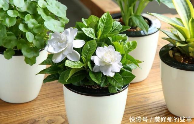  根系腐烂|快速解决栀子花、绿萝、吊兰、发财树烂根黄叶难题？1招搞定