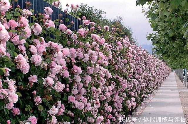 如何让月季弱苗在春天满血复活让你的月季抓住春风长成壮苗吧!