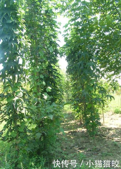 家具|刺楸木质坚硬细腻、花纹明显,好制作高级家具、乐器、工艺雕