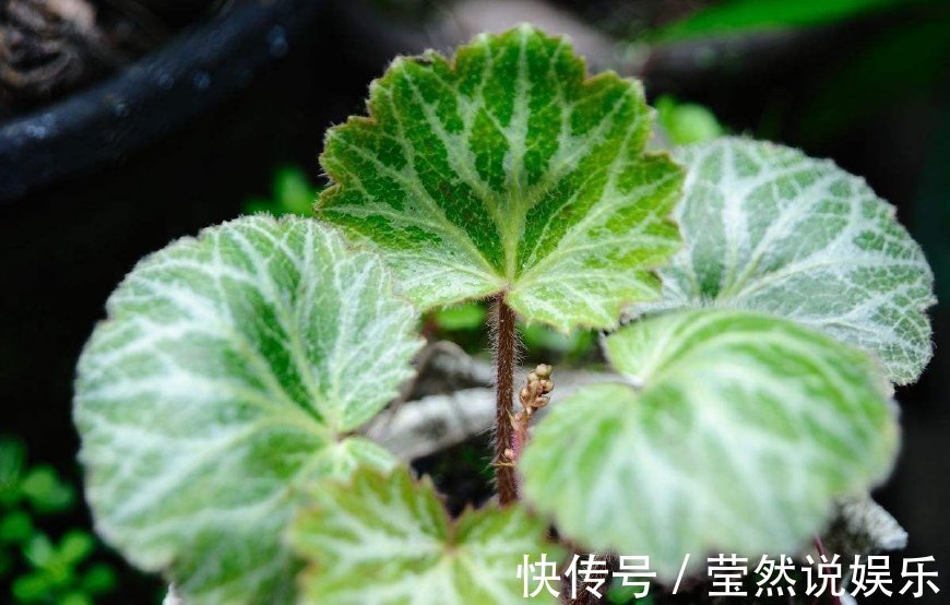 入药|阴沟里长的野草,有人挖去观赏却不知能入药,晒干后卖40元一斤