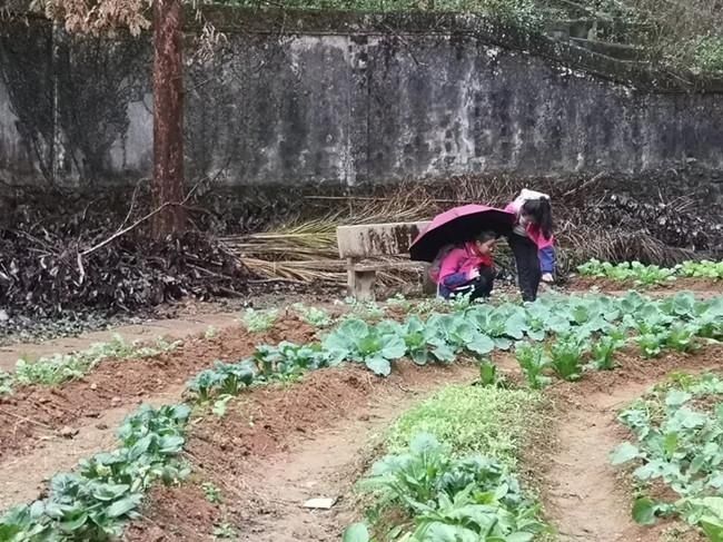 平阳县顺溪镇中心小学：与萝卜的跨年之约