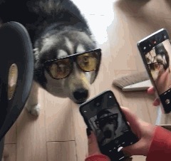 |搞笑GIF:这就是你们想要的大长腿小姐姐吗,真心厉害了啊