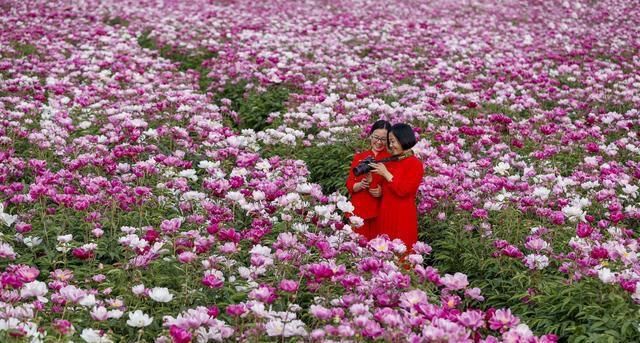 旁人|7旬农村老人耗时7年建芍药花海，现今坐在地头收门票，羡煞旁人