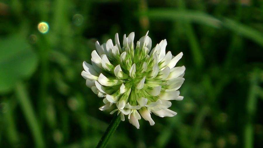 喜欢菊花，不如养盆车轴草，花开赛菊花，美不胜收，寓意吉祥好养