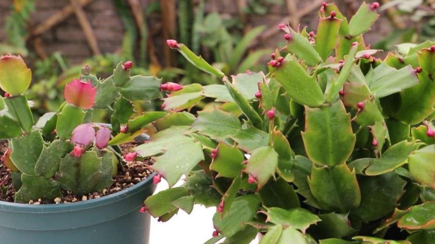 阳台上|7月养殖蟹爪兰,早点告别这3个习惯,盆栽才能安全度夏