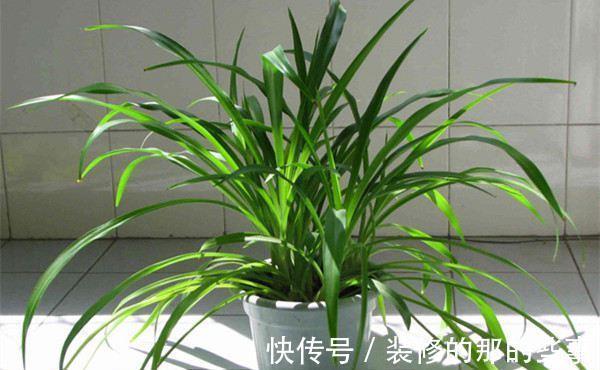 酸碱度|养花全靠1句话，这样养花保证能活