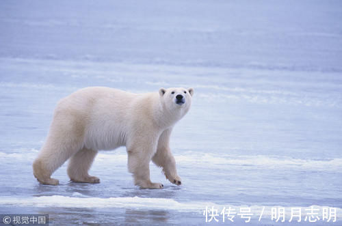 打鼾|十个有趣的冷知识,奇怪的知识又增加了