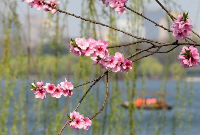 苏堤白堤的第一株桃花都开了 比往年提前一个月