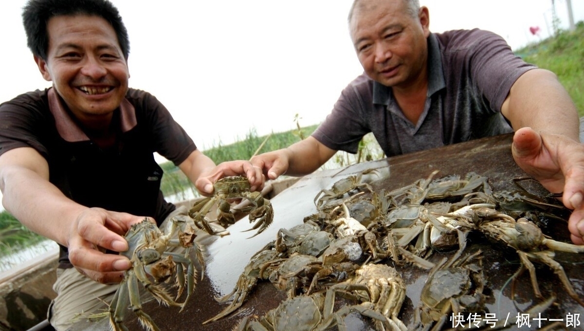 现一|大闸蟹之“殇”,曾卖80一斤,现一降再降,大闸蟹经历了什么?