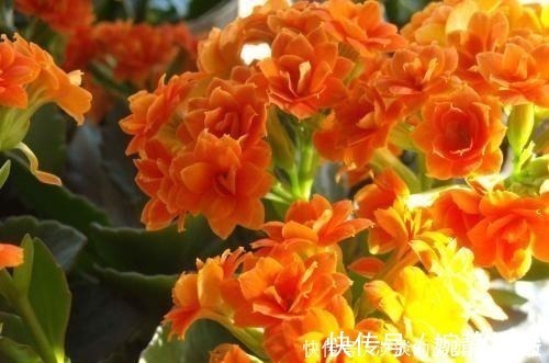 花友们|夏季长寿花黑腐现象严重,“反着”来养,养出更多侧芽更容易爆盆