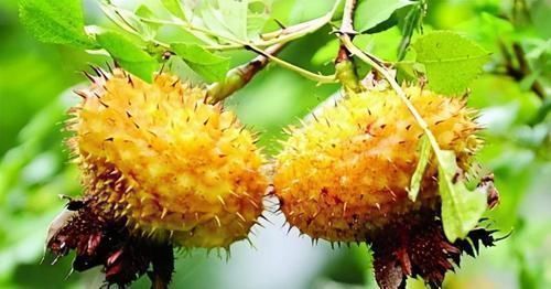 火龙果|聪明女性喜欢吃3种食物,美容养颜、淡化皱纹,早吃早好