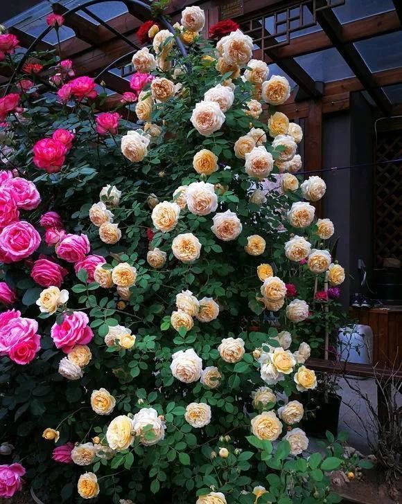 花卉|养花不开花?自制“开花肥”,浇盆里猛开花,不用花钱买