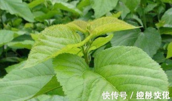 泡水|一“叶”治百病,常用“桑叶”泡水喝,不仅降血糖,还有许多好处