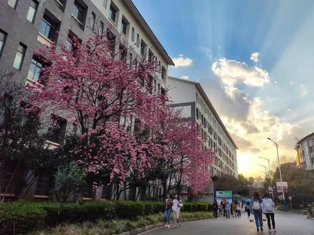 云赏花！一大波高校春景来袭，来看看你的学校→