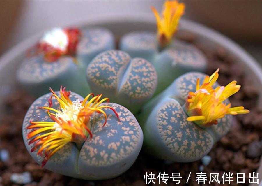 植株|多肉开花怎么办,花开完了怎么处理