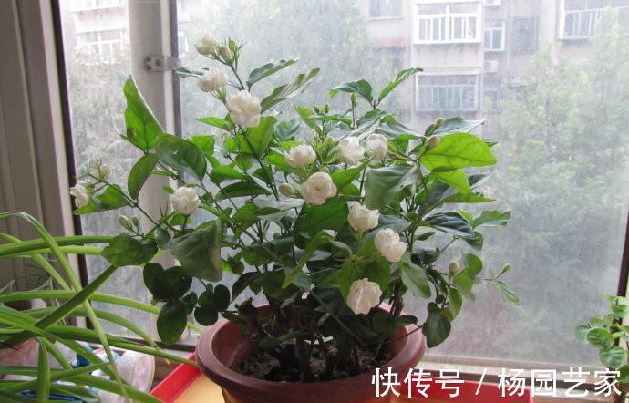 花卉|茉莉花烂根、黄叶别急着扔,做好这些,叶绿根壮,养一盆开爆一盆