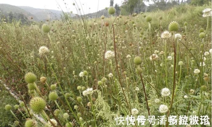 药丸&古人称川断为续断是有原因的,它来自一段传奇故事