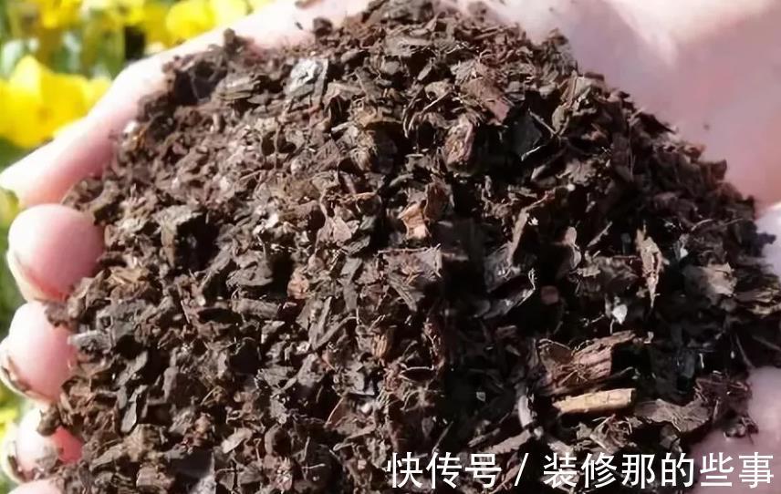 花草|在城里养花,盆栽旧土不丢,这么一处理,比刚买的新土都好使