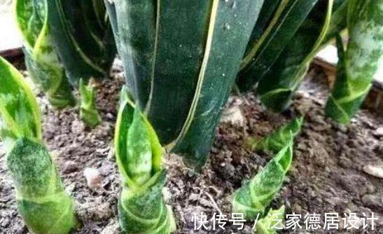 根系|想让虎皮兰爆崽,避开“这三怕”,次月咕噜冒芽穗,还能开小黄花