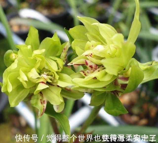 花色|喜欢兰花的,这个品种要入一盆,香气浓烈醇正,被誉为香花之王