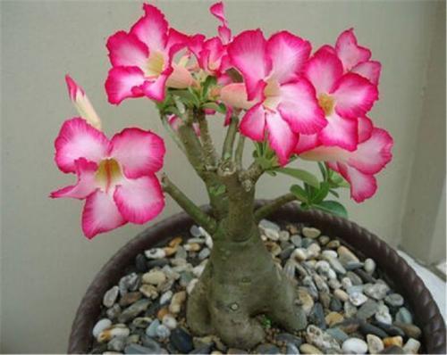 喜欢菊花,不如养盆“珍稀名菊”,花开高贵,柔美雅致!