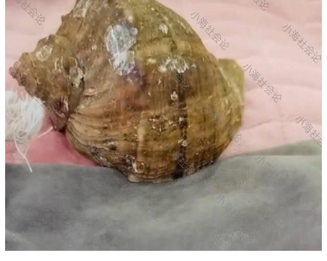 蚌埠|安徽：女子吃海螺吃出稀有珠子，疑似价值连城，有网友出价50000