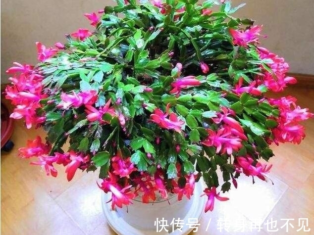 秋季|秋季蟹爪兰花期浇水就死?掌握3个浇水窍门,盆底排水流畅是关键