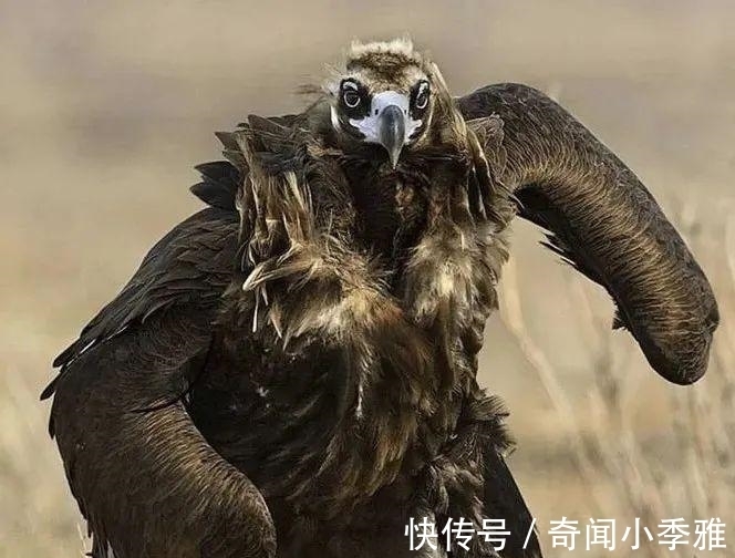 错觉！10个让人产生错觉的照片，被插画家涂抹几笔后，才能看懂