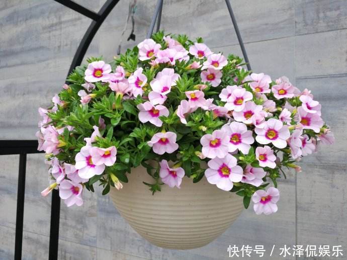小铃|这种花堪称开花机器，随便一养就开出一大盆，阳台快装不下了！
