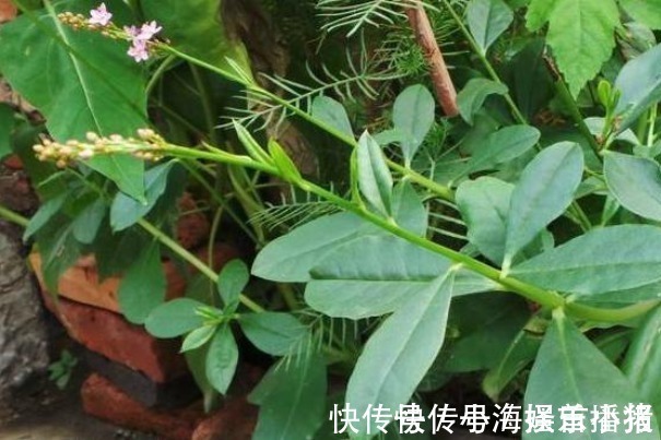 中老年人|农村的一种“假人参”,可吃可入药、营养非常大,见到不要错过