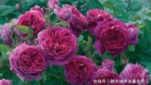 花色|新手养花,不如养盆花中精品“利西达斯”,花色粉红,古典优雅
