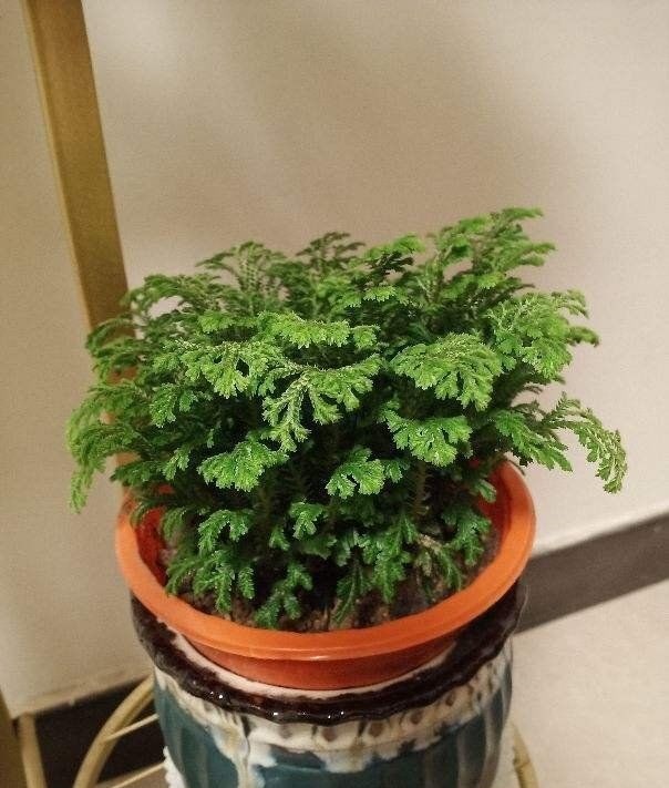 折腾不死的五种花,两个月不浇水,照样水灵灵