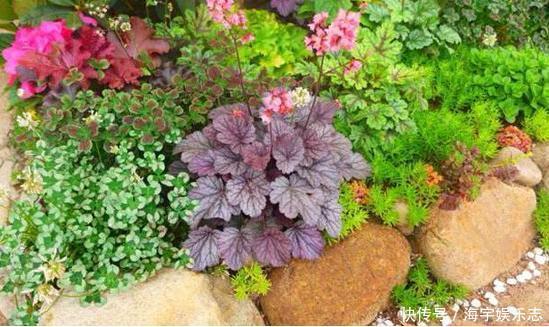 花苞|这3种花“开花”不是好事，见到花苞立马剪掉，不然越来越丑