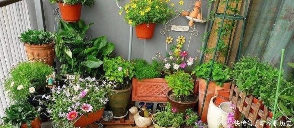 茶叶水残渣,直接倒进花盆里,对花卉有利还是有害