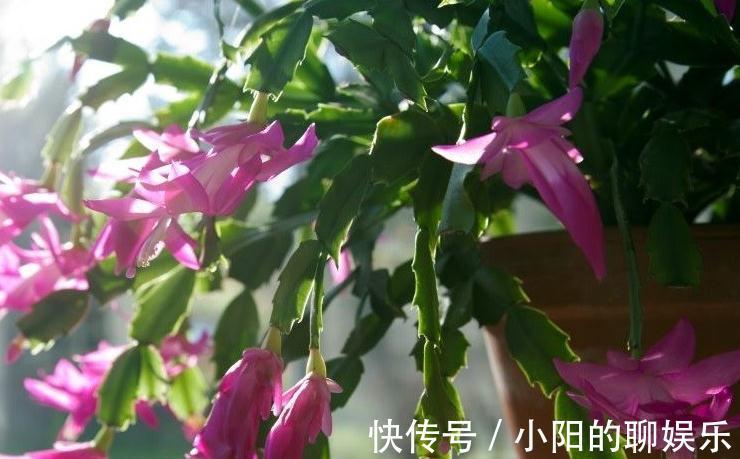 养护|蟹爪兰烂根不要扔,处理得当,来年满盆还开花