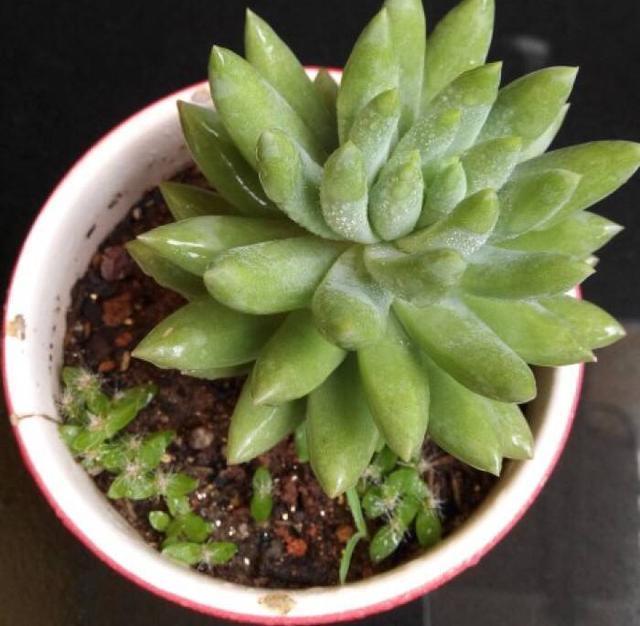 夏天养多肉,除了浇水、光照,有“一点”更重要,叶片美、状态好