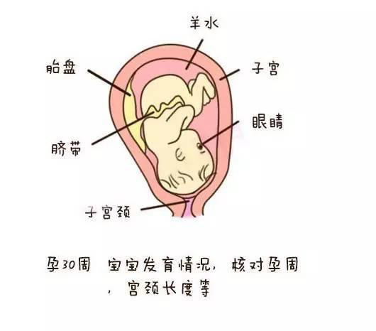 怀孕啦，各位准妈妈知道怀孕各个月要注意什么吗