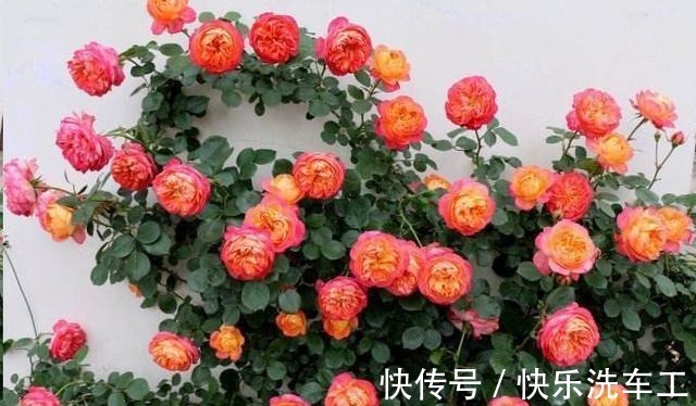 单朵花|不垂头的5种藤本月季,勤花又好看,全面盛开很漂亮!