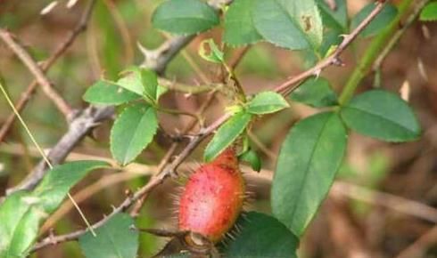 农村|农村山边的“药果子”,能补肾利尿、抗菌消炎,你认识吗?