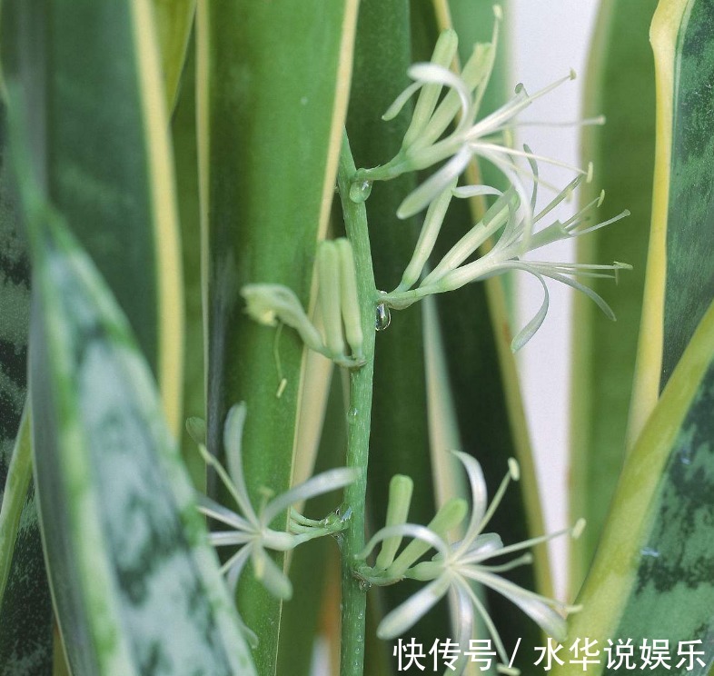 这“3种花”，全都是“酒鬼”，每天喝一点，想不绿叶都难