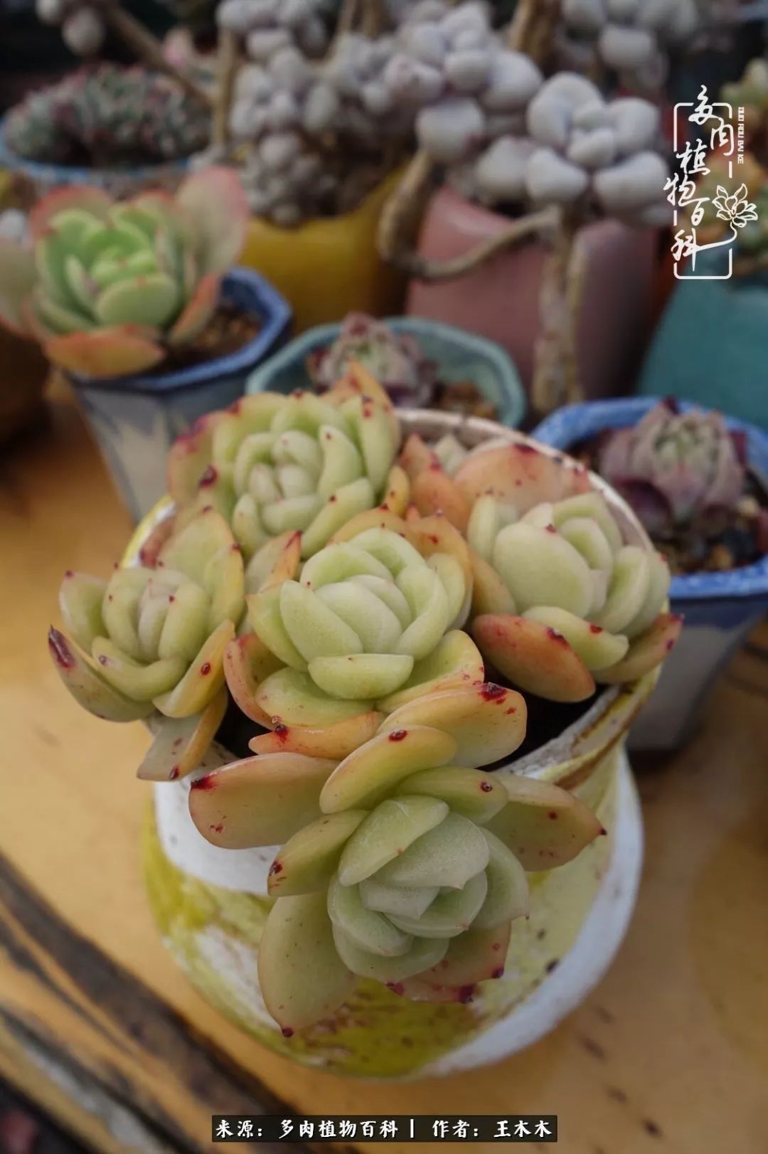 爱上多肉的第三个年头回看励志对比图,感悟岁月静好!