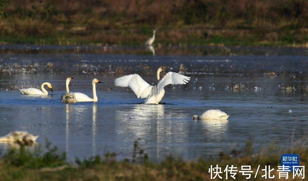 飞翔|洞庭“天鹅舞”