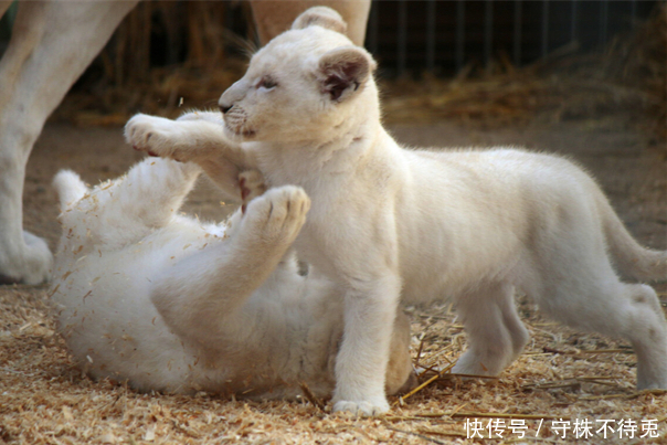 月圆之夜|17个冷知识:无处使用所以很少出现,一般不大可能知晓的猎奇知识