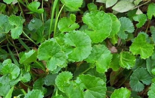 叶子像一个碗,既是野菜,也是药,曾是上好的凉茶料,你可认识?